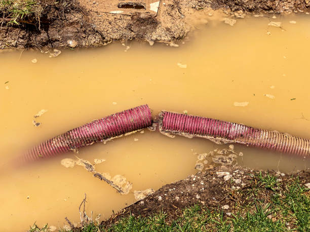 Best Flood restoration services  in Cadiz, KY
